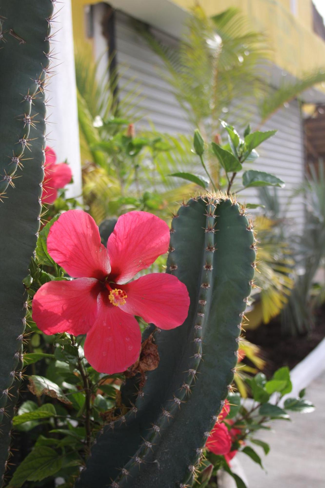 Hotel Sol Playa Playa del Carmen Luaran gambar